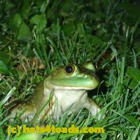 /home//u458753944/public_html/sourcegallery//Frogs/More bullfrogs/P7060249.JPG